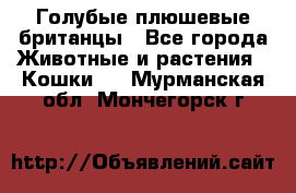 Голубые плюшевые британцы - Все города Животные и растения » Кошки   . Мурманская обл.,Мончегорск г.